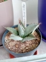 Agave parryi vs. truncata, снимка 1
