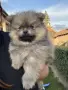 2 мъжки померана, снимка 3