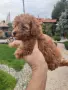 Пудел Той/Poodle Toy, снимка 3