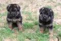 Чистокръвни немски овчарки, снимка 9