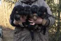Бебета Немска Овчарка Доставка, снимка 6