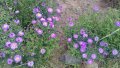 Цветя Астра алпийска – за ранно пролетно засаждане в градината, снимка 10