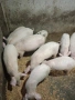 малки прасета, снимка 2