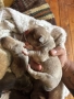 American Bully XL/Американско Були ХЛ, снимка 6