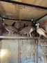 Продавам мъжки и женски пауни, снимка 5