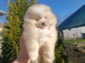 Померан/Померани, снимка 4