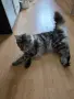 Котки мейн кун  ., снимка 4