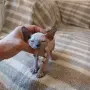Котка порода сфинкс, снимка 8