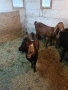 Продавам хубаво пръчле и млада коза., снимка 3