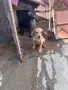 Подарявам кучита за труфели или за домашно куче порода кокер/логото / , снимка 3