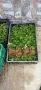 Разсад ягоди целогодишни , снимка 13