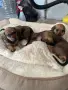 🐾 Породисти дакелчета – 3 женски и 1 мъжко 🐾, снимка 4