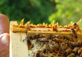 Продавам пчелен прополис!, снимка 1 - Пчелни продукти - 39121817