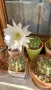 Ехинопсис denudatum, снимка 3