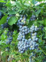 Синя Американска Боровинка, снимка 1 - Градински цветя и растения - 44741939