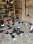 Търговишки гълъби, снимка 13