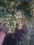десертно грозде брестовица, снимка 4