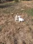 Чихуахуа кученца бебета, снимка 5