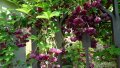     Акебия, Шоколадова лоза / Akebia quinata, снимка 5