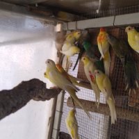 Продавам пойни папагали, снимка 10 - Папагали - 42618106
