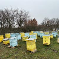 Продавам пчелни семейства с многокорпусен кошери, снимка 4 - За пчели - 44828345