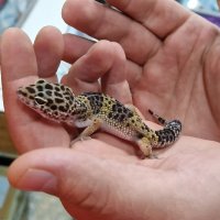 Промоция - Леопардов гекон - намалена цена, снимка 1 - Гекон - 42823610