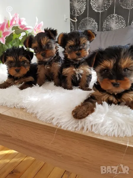 Йоркширски териер йорки Гр. София, снимка 1