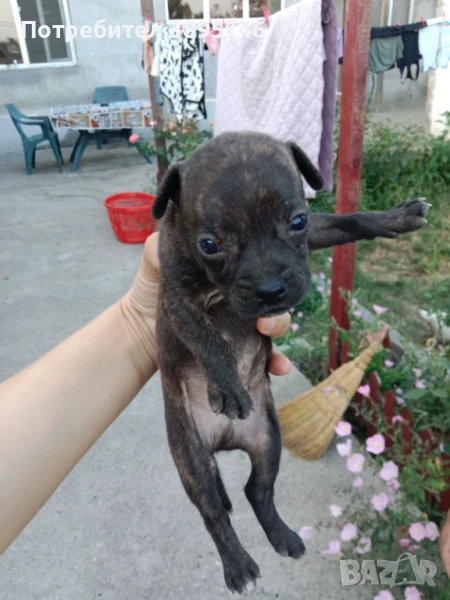 Продавам пинчери, снимка 1