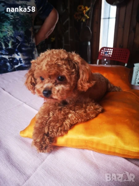 Той пудел за разплод, снимка 1