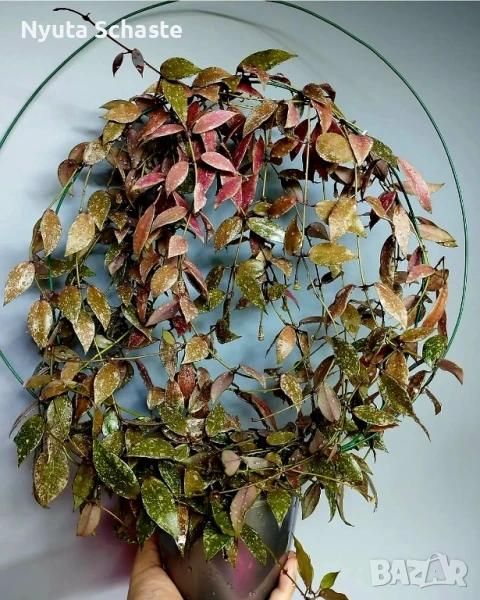 Хоя Hoya Lacunosa red leaf/splash from Lao , снимка 1