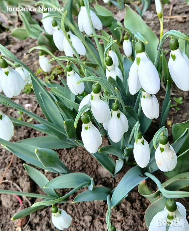 КОКИЧЕ , снимка 1