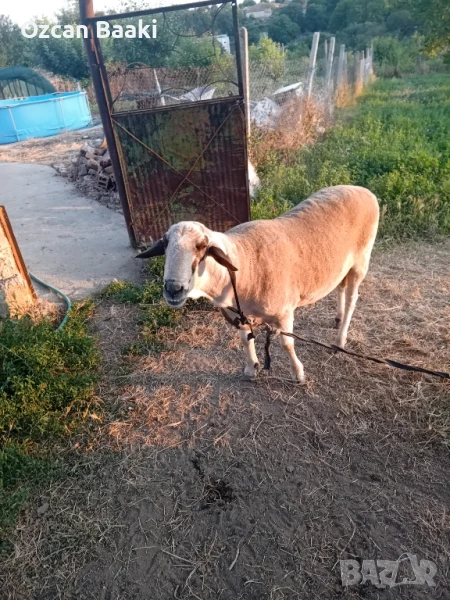 коч на за разплод, снимка 1