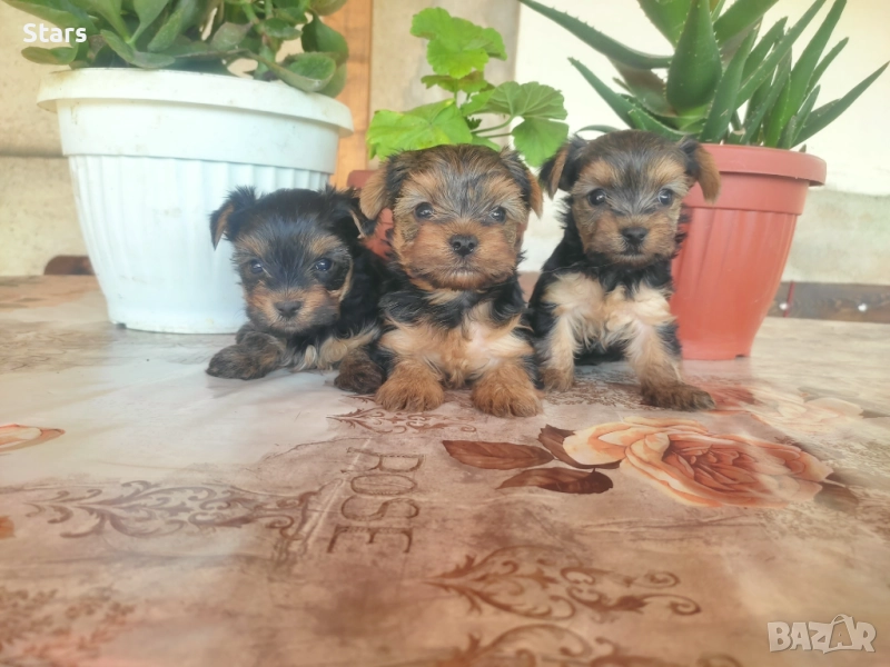 Мини йоркширски териер , снимка 1