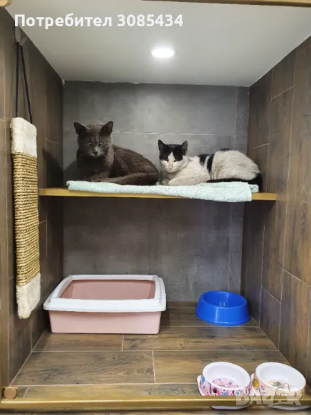 Хотел за котки София, снимка 1