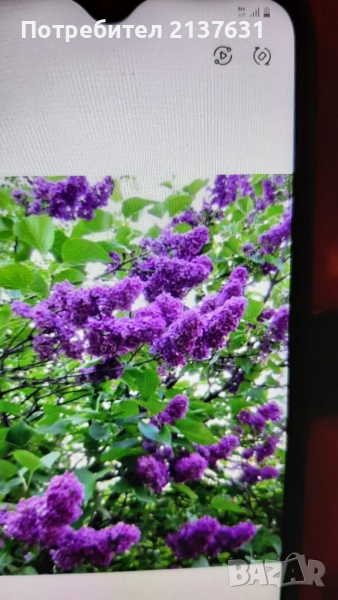 Фиданки ЛЮЛЯК и ГРАДИНСКА ЮКА , снимка 1