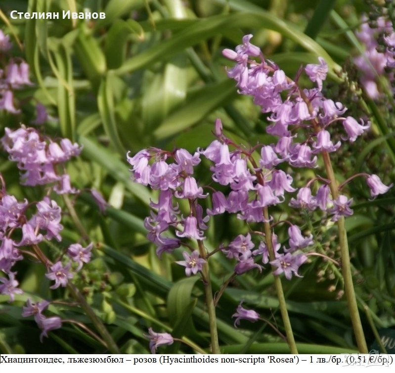 Хиацинтоидес, лъжезюмбюл – розов (Hyacinthoides non-scripta 'Rosea') – луковици, снимка 1