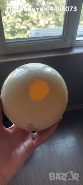 продавам черупка от щраусово яйце, снимка 1