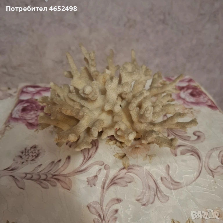 Естествен Морски Корал, снимка 1