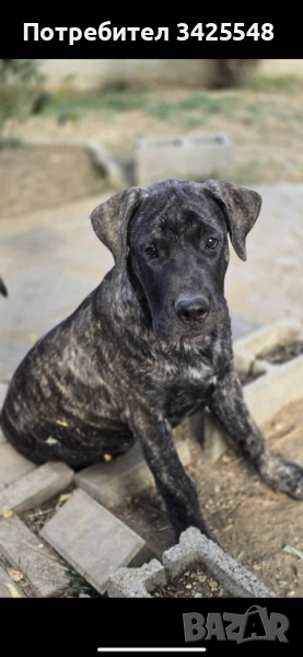 Преса Канарио кученца, снимка 1