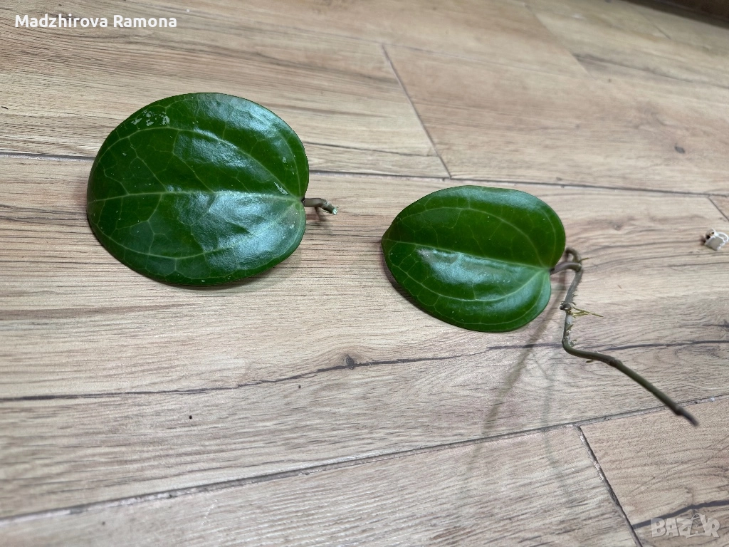 Hoya Sarawak , снимка 1