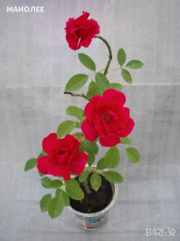 🌹🌹🎁🌹Катерлива роза - Трендафил🌹🌹🌹🎁🎁, снимка 1