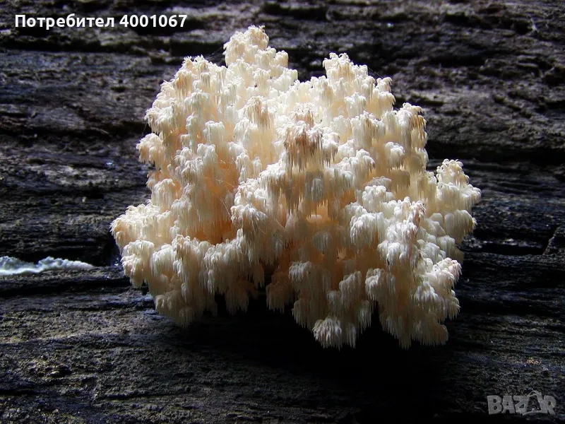 бял корал, снимка 1