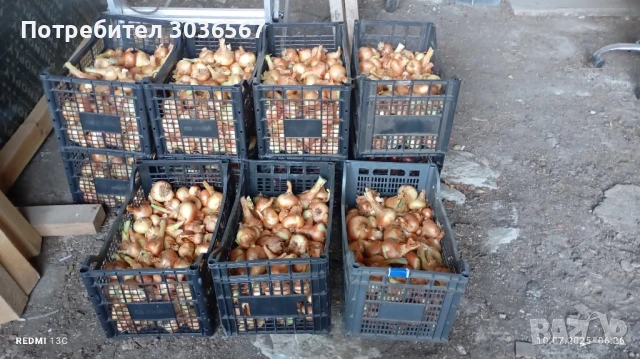 Картофи, лук - пресни, джоджен, магданоз., снимка 10 - Домашни продукти - 50466216