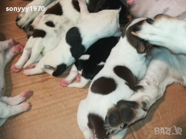 ДЖАК РЪСЕЛ-СЛАДКИ КУЧЕНЦА 2208251803, снимка 10 - Джак ръсел териер - 51456533