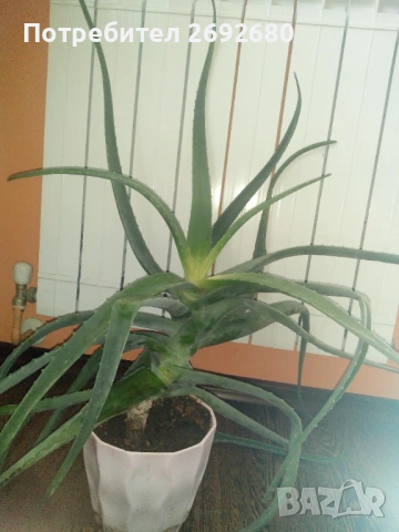 Голямо дървовидно лечебно алое-80см.височина , снимка 6 - Стайни растения - 51288532