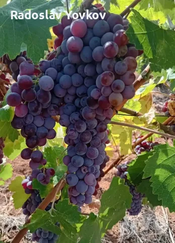 Продавам грозде. Кара памид