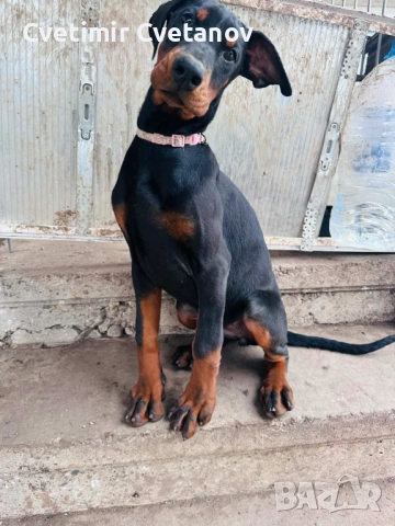 Доберманчета с родословни родители, снимка 3 - Доберман - 53657861