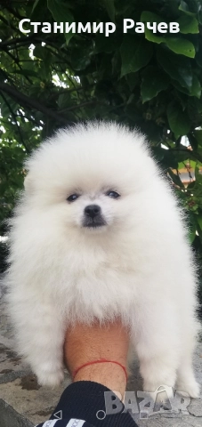 Померан Померани , снимка 2 - Померан - 52896198