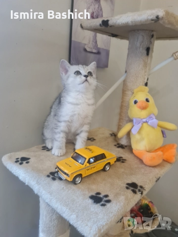 Британски късокосмести, снимка 1