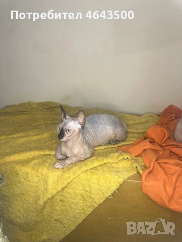 Канадски сфинкс женски на 5 месеца, снимка 14 - Сфинксове - 52383325